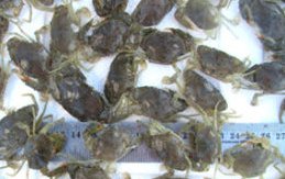 India to promote mud crab hatcheries
