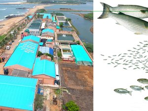 India develops hatchery technology for grey mullet