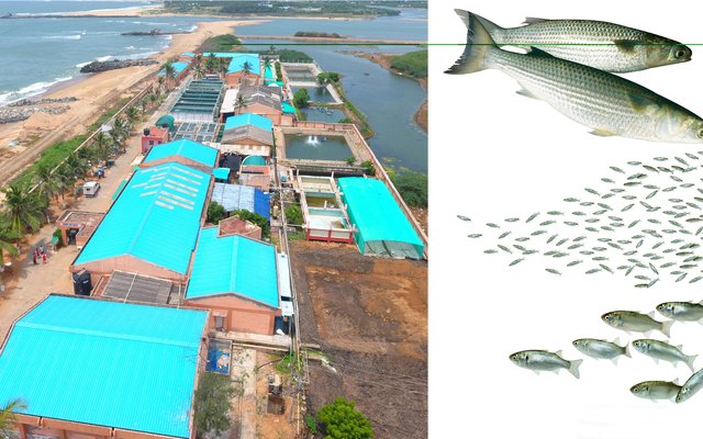 India develops hatchery technology for grey mullet