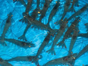 Shrimp Improvement Systems introduces new shrimp broodstock in India