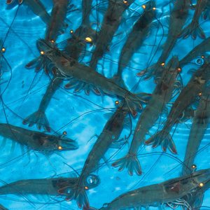 Shrimp Improvement Systems introduces new shrimp broodstock in India