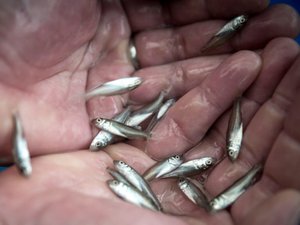 INVE launches Natura diet range for early-stage marine fish larvae