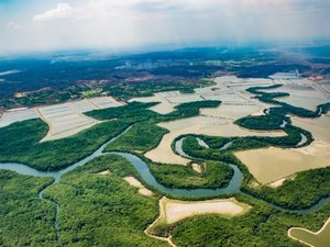 ASC funds initiative to protect vital mangrove forests