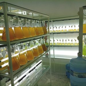 Can bacteria improve microalgae productivity in bivalve hatcheries?