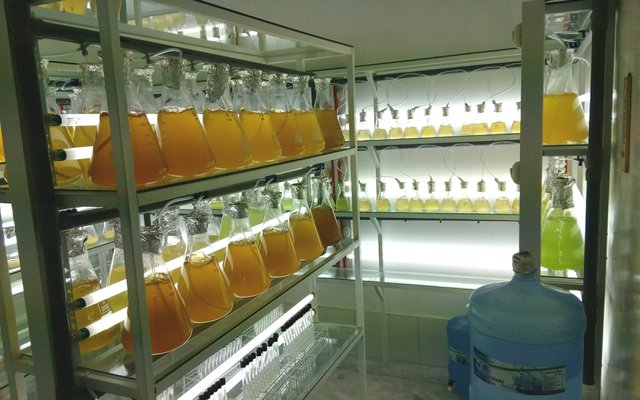 Can bacteria improve microalgae productivity in bivalve hatcheries?