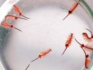 International Artemia Aquaculture Consortium