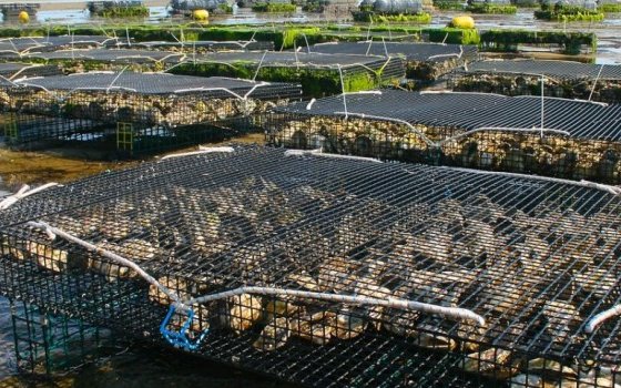 US funding opportunity to address the impact of stressors on shellfish aquaculture