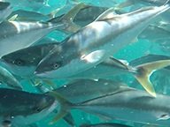Tender called for construction of yellowtail kingfish nursery in Australia
