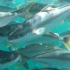 Tender called for construction of yellowtail kingfish nursery in Australia