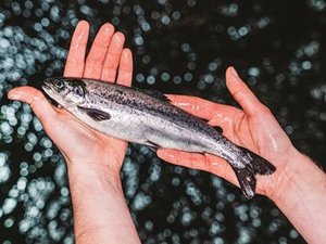 Scottish Sea Farms achieves zero antibiotics target at its farming operations in 2020