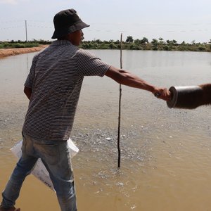 First financial program for Cambodian aquaculture supports the whole value chain