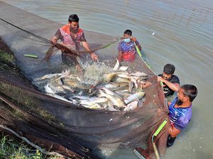 Fish Innovation Lab awards genetics and vaccine projects