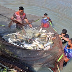 Fish Innovation Lab awards genetics and vaccine projects