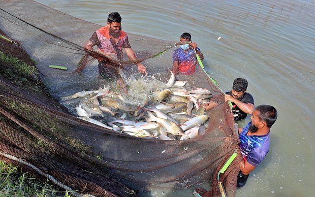 Fish Innovation Lab awards genetics and vaccine projects