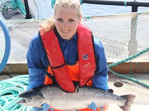Ultrasonic screening for gender identification and maturation monitoring in salmon