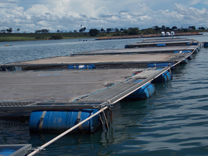Bolsonaro reduces the bureaucracy of aquaculture in Brazil