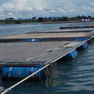 Bolsonaro reduces the bureaucracy of aquaculture in Brazil