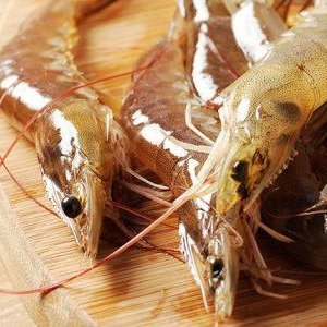 Flo-Gro Systems to build king prawn hatchery in the UK