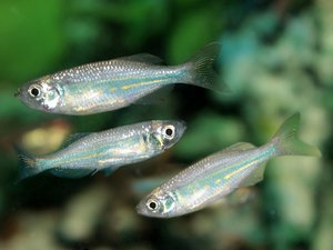 Peruvian researchers develop tilapia fingerling counter