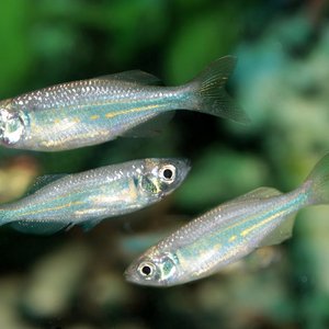 Peruvian researchers develop tilapia fingerling counter