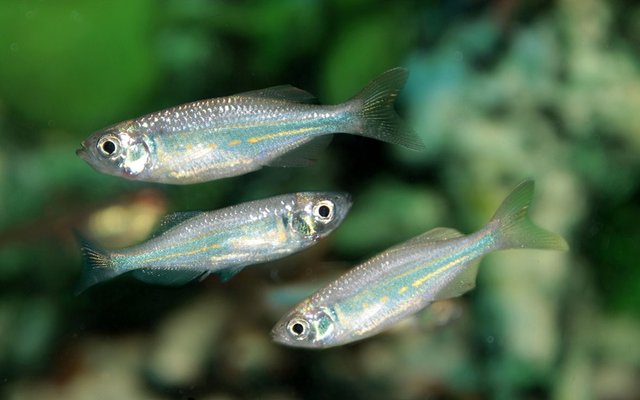 Peruvian researchers develop tilapia fingerling counter