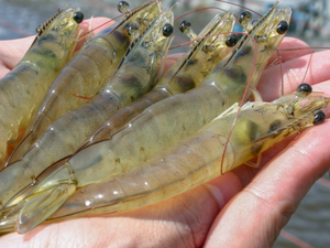 New project to develop proof of concept for shrimp precision aquaculture