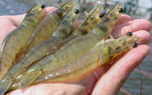 New project to develop proof of concept for shrimp precision aquaculture