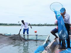 India establishes first private seabass hatchery