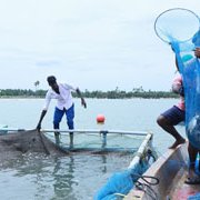 India establishes first private seabass hatchery