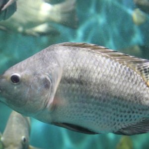 Genetics influences physical fitness of tilapia