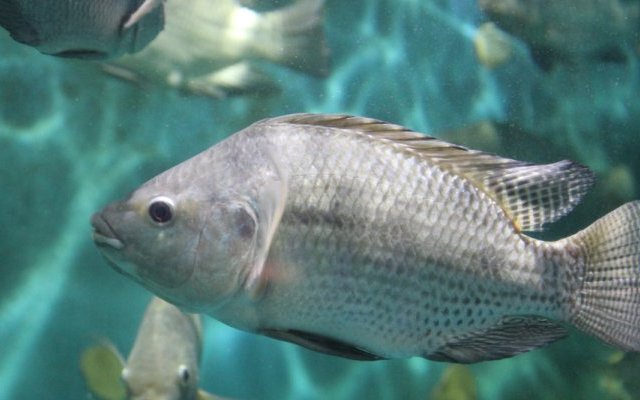 Genetics influences physical fitness of tilapia