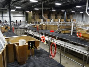 AquaBounty expects first harvest of GMO salmon in the fourth quarter this year