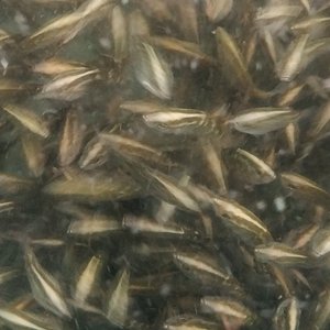 Can hormonally-induced precocious female barramundi be used in selective breeding programs?