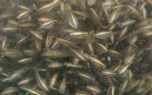 Can hormonally-induced precocious female barramundi be used in selective breeding programs?