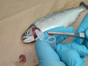 Salmon companies incorporate smolt indicator into their production magement