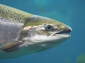 Study aims to produce lice-resistant salmon