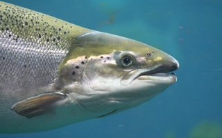 Study aims to produce lice-resistant salmon