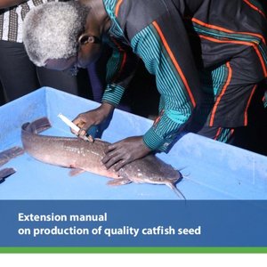 Manual on production of quality catfish seed