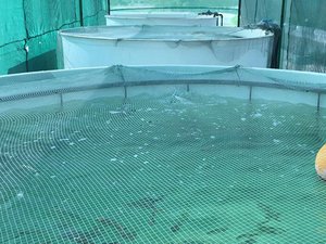 ProTerra Maroc invests in tilapia broodstock facility in Morocco