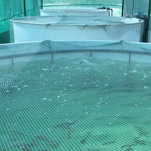 ProTerra Maroc invests in tilapia broodstock facility in Morocco