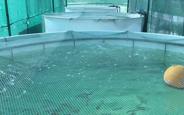 ProTerra Maroc invests in tilapia broodstock facility in Morocco