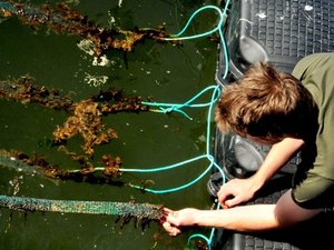 State-of-the-art oyster hatchery opens in Denmark