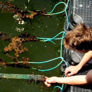 State-of-the-art oyster hatchery opens in Denmark
