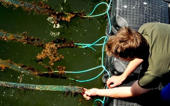 State-of-the-art oyster hatchery opens in Denmark