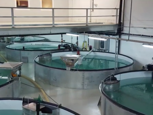 SalMar to build the worlds largest smolt hatchery in Norway