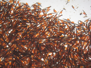 Open call for suppliers of fish fingerlings and oyster seeds - Mexico