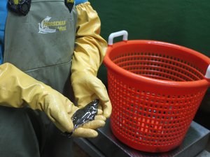 Canadian halibut hatchery declares bankruptcy