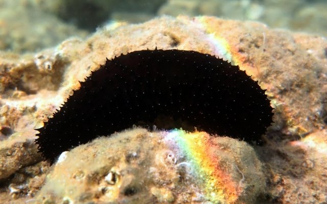 First successful reproduction of Holothuria forskali in captivity