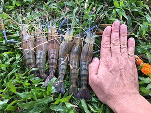 Biotechnology to boost Malaysian freshwater prawn seed production