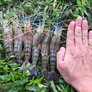 Biotechnology to boost Malaysian freshwater prawn seed production